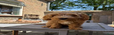 Australian Labradoodle 1