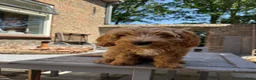 Australian Labradoodle honden te koop: Misschien zoekt dit Labradoodle pupje jou!  in Biervliet - Advertentie 3