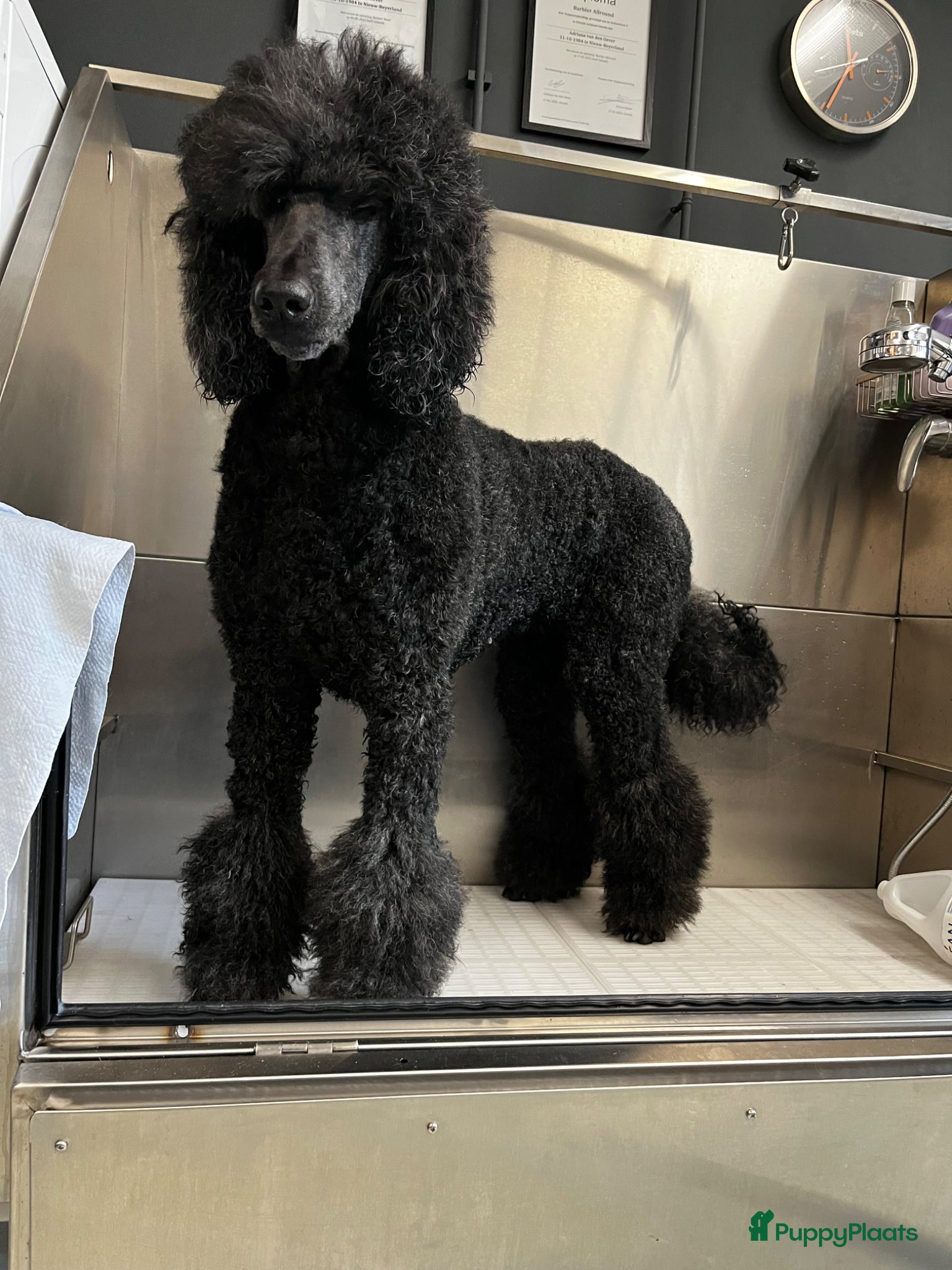 Poedel honden Koningspoedel poedel pup met stamboom  - Advertentie 2