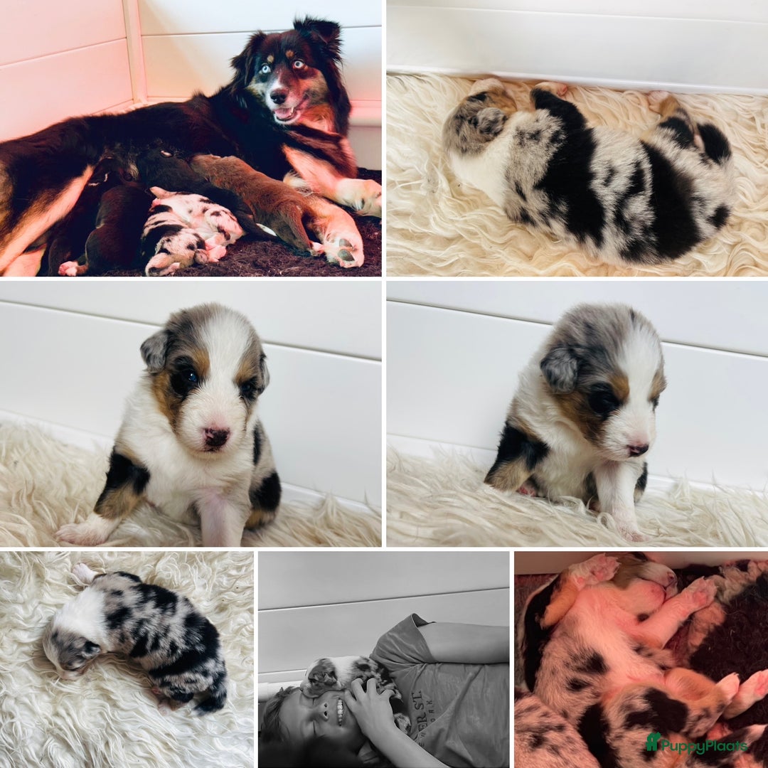Australian Shepherd honden te koop: Prachtige pups Australian shepherd X Pomsky  - Afbeelding 4