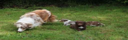 Australian Shepherd honden te koop: Raszuivere Australian Shepherd pups - Advertentie 1