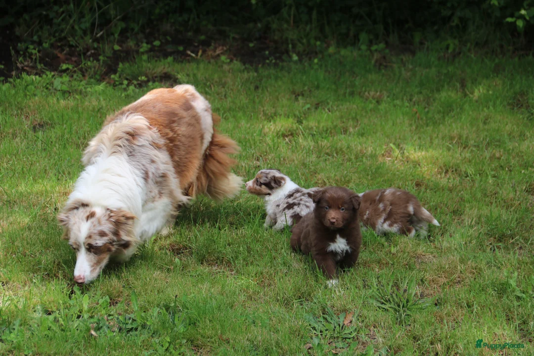 Australian Shepherd honden te koop: Raszuivere Australian Shepherd pups - Advertentie 1