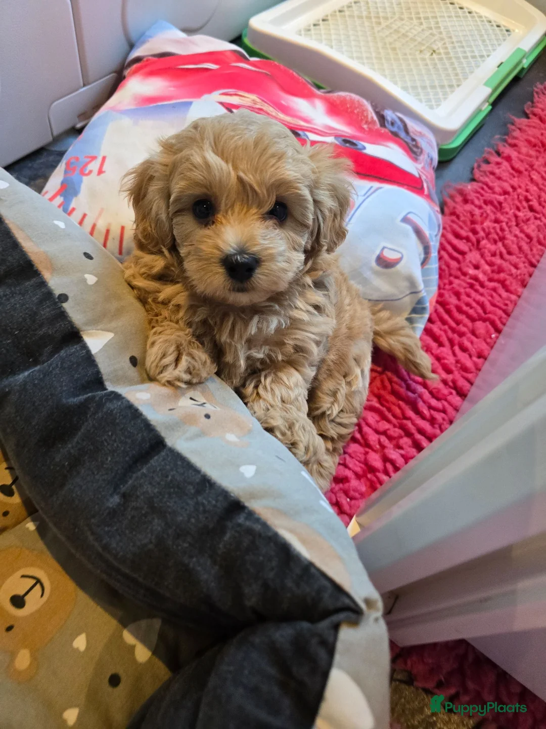 Maltipoo honden te koop: Mooie Lieve Maltipoo Maltezer / toypoedel pup - Advertentie 1