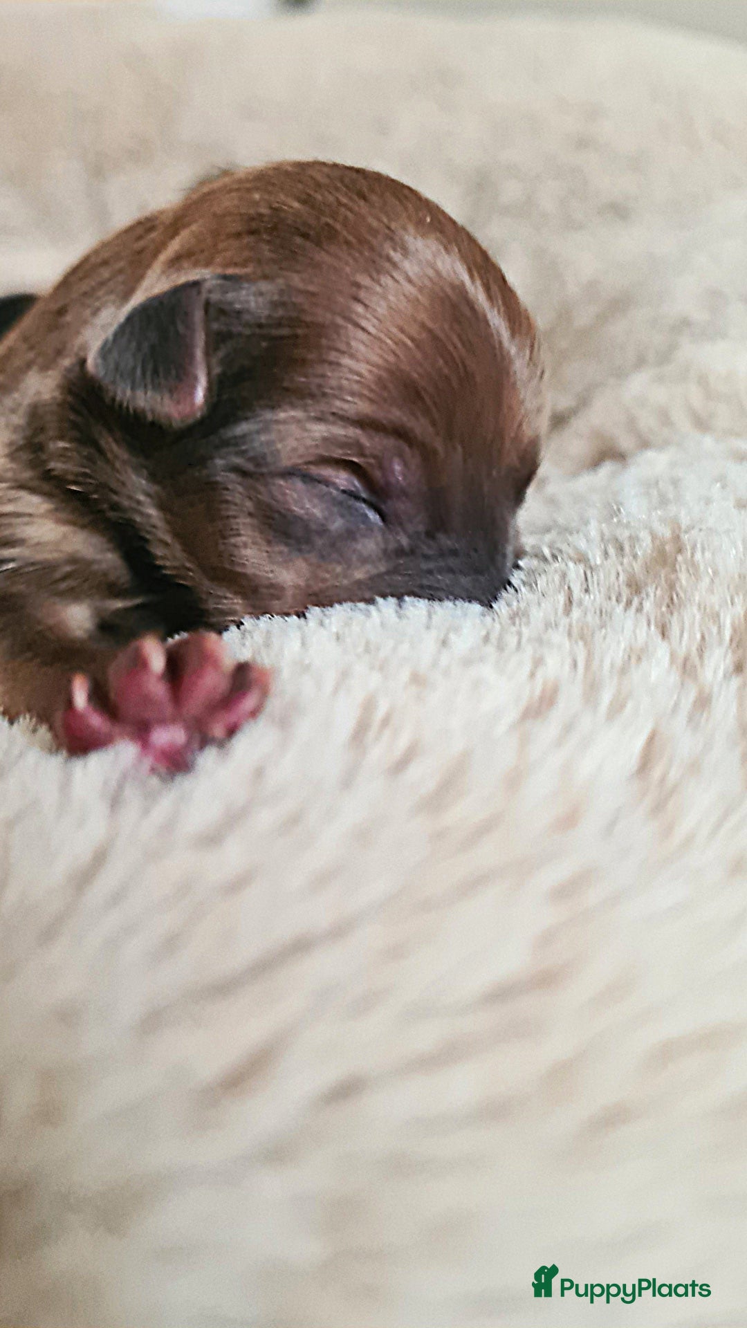 Praagse Rattler honden te koop: 100% Praagse rattler raszuivere puppy's  krysarik  - Advertentie 5