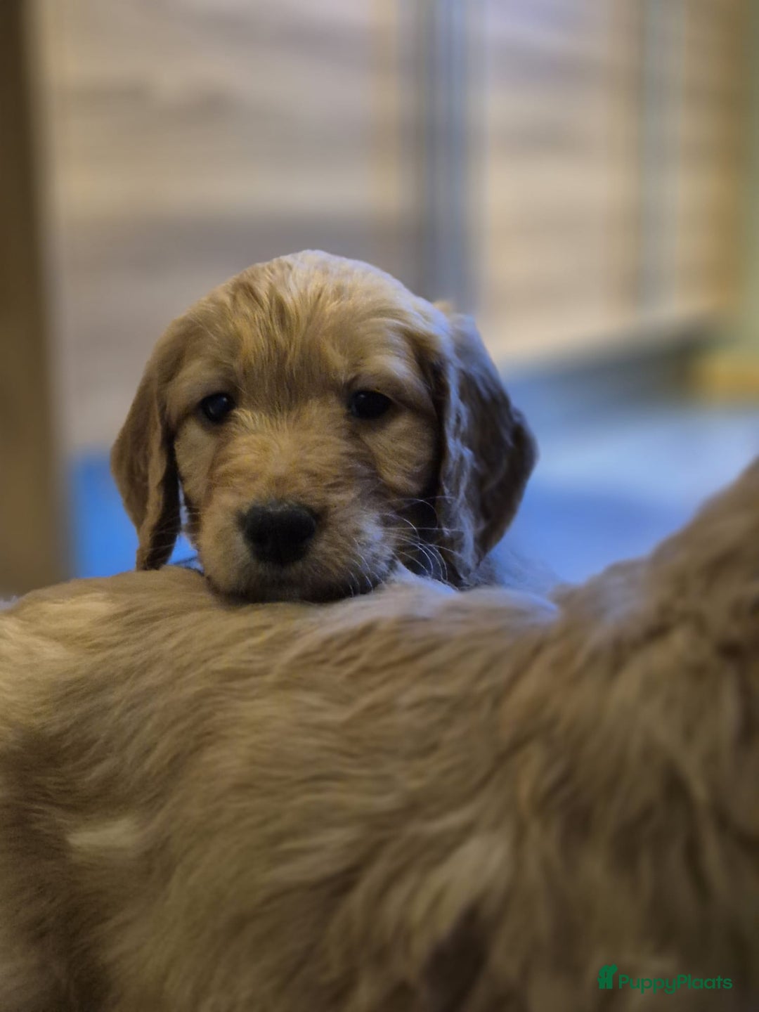 Goldendoodle honden te koop: Lieve Golden Doodle teefjes  - Advertentie 9