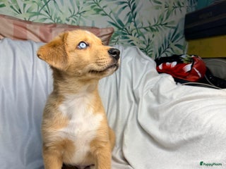 Kruising honden Laatste 3 Picasso Puppies - Advertentie 1