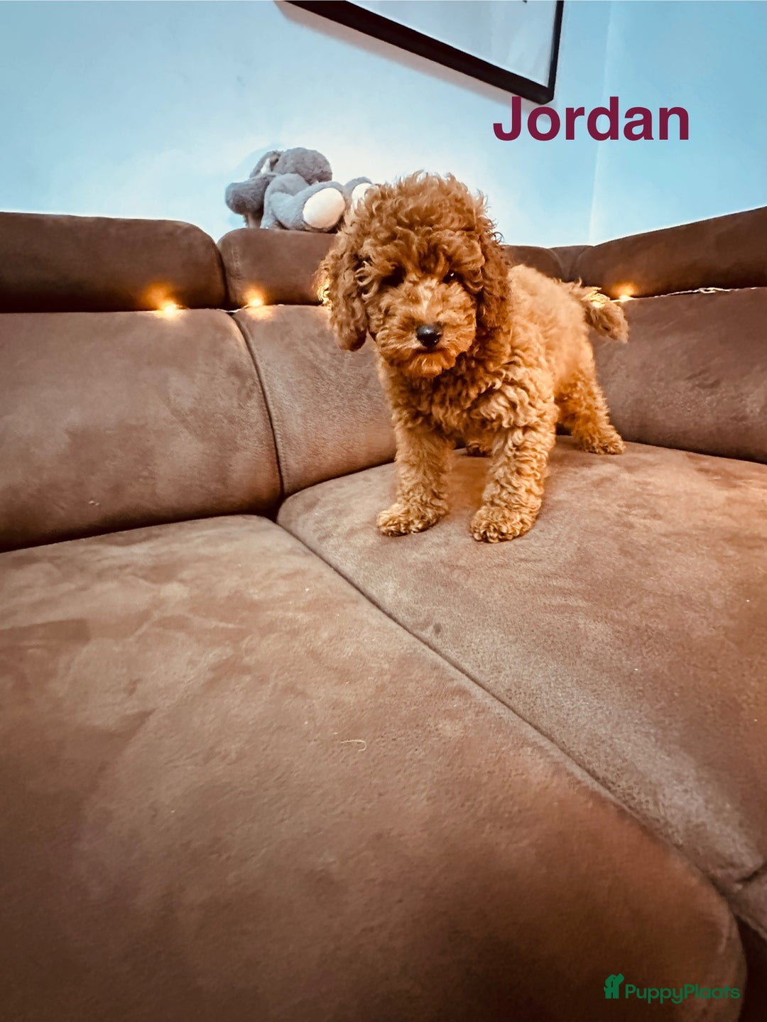 Poedel Toy honden te koop: Toy Poedel puppy’s - Advertentie 6