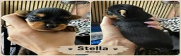 Yorkshire Terriër honden te koop:   Yorkshire Terrier pups – voor reservering‼️1‼️ 2 - Advertentie 5