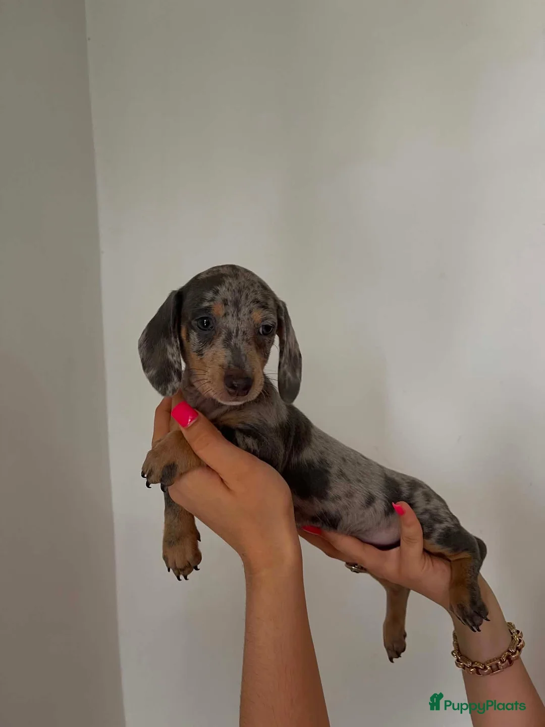 Teckel (korthaar)  honden te koop: 🐾 Prachtige Dwergteckel Blue & Tan pups 🐾 - Advertentie 2