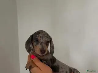 Teckel (korthaar) honden 🐾 Prachtige Dwergteckel Blue & Tan pups 🐾 - Advertentie 5