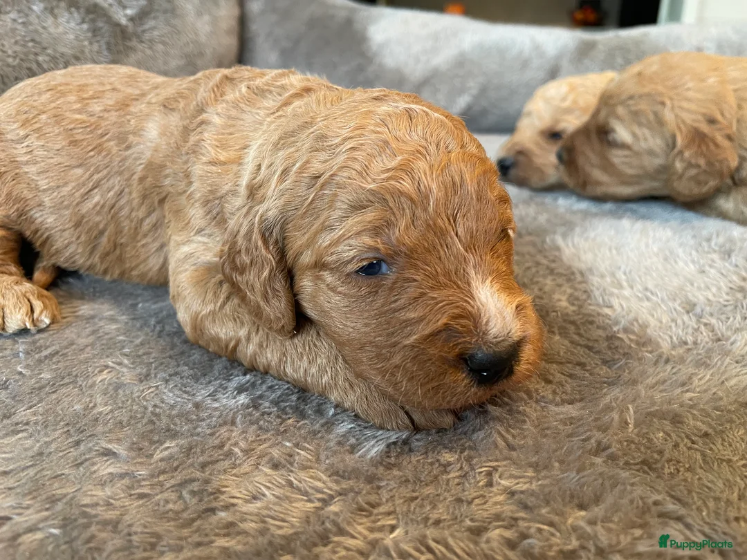 Kruising honden te koop: Lieve labradoodle / Australian labradoodle pups - Advertentie 2