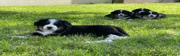 Berner Sennenhond honden te koop: Prachtige Raszuivere Berner Sennen pups te koop in Voorthuizen - Advertentie 1
