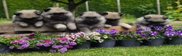 Keeshond honden te koop: Grote grijze keeshond puppy's  - Advertentie 5