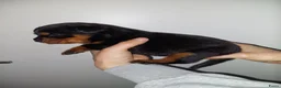 Rottweiler honden te koop: Rottweiler pup teef  - Advertentie 6