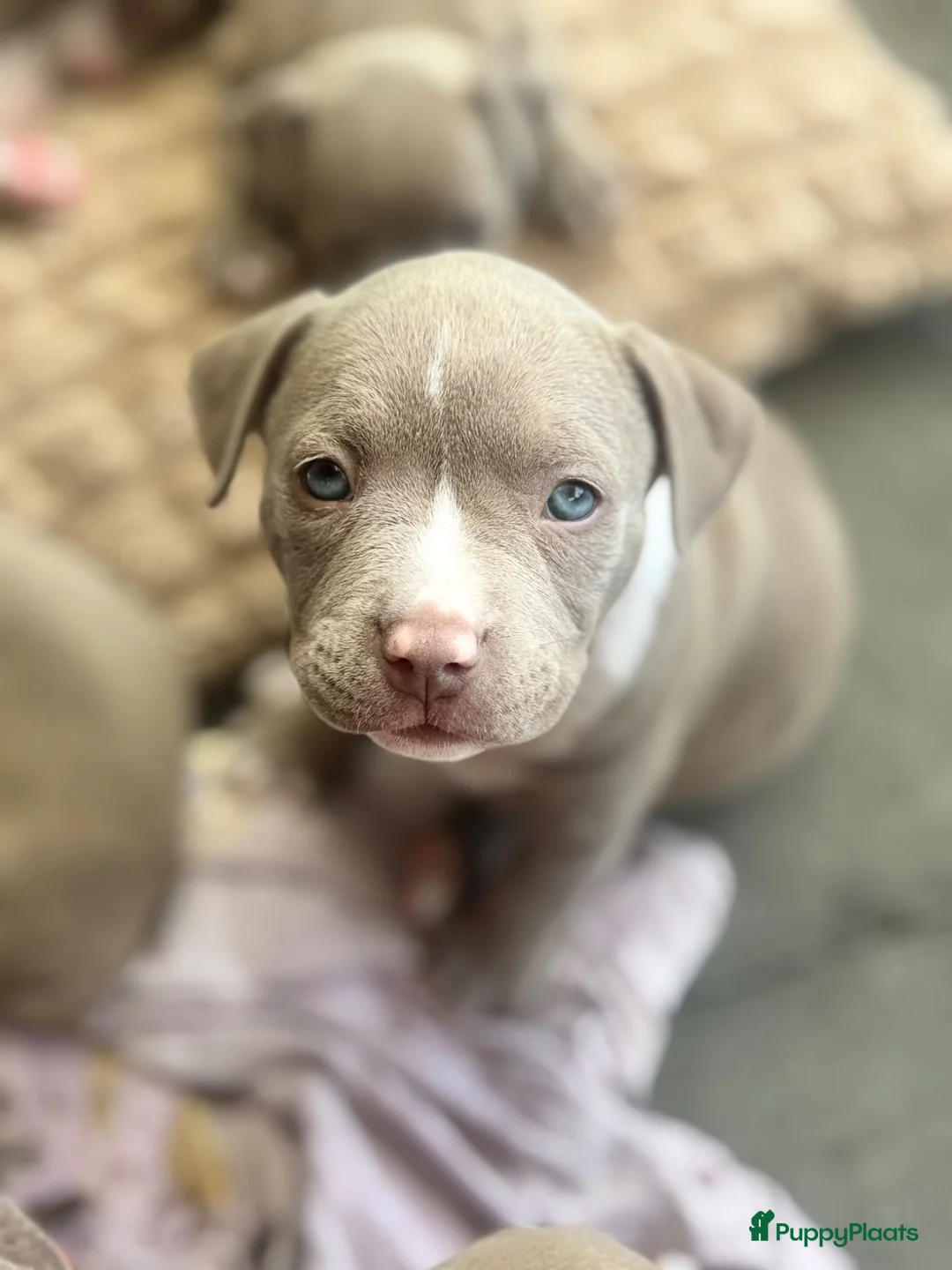 Amerikaanse Bully honden te koop: Amerikaanse pocket bully’s , met stamboom - Advertentie 2