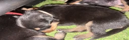 Kruising honden te koop: Bordercollie - Advertentie 4