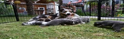 Australian Shepherd honden te koop: Australian Shepherd pups - Advertentie 1
