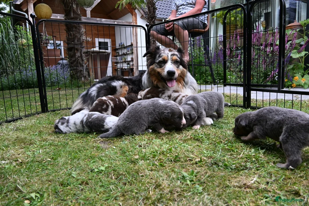 Australian Shepherd honden te koop: Australian Shepherd pups - Advertentie 1