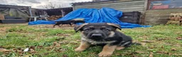 Duitse Herder honden te koop: Topkwaliteit Duitse Herder Pups - Advertentie 10