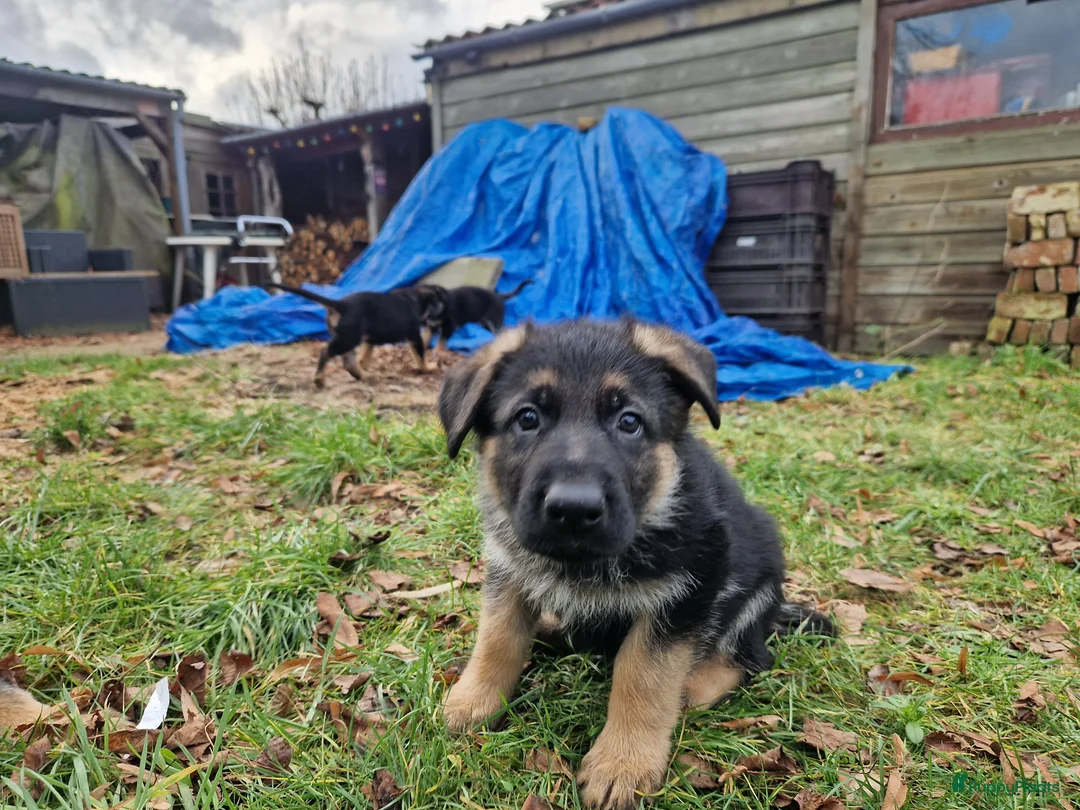 Duitse Herder honden te koop: Topkwaliteit Duitse Herder Pups - Advertentie 10