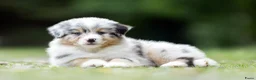 Australian Shepherd honden te koop: Australian shepherd pups met stamboom - Advertentie 8