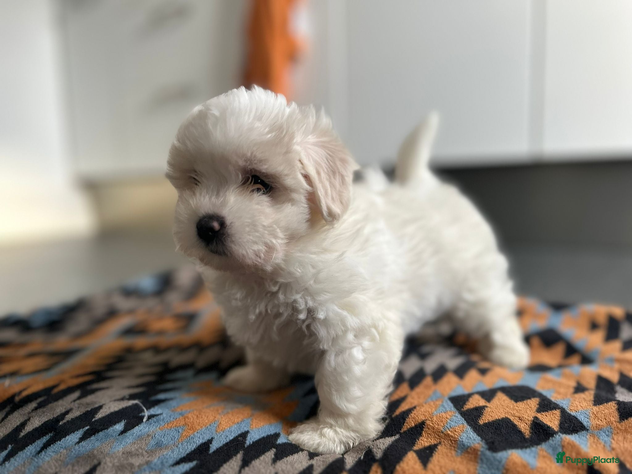 Maltipoo honden Maltipoo puppys - Advertentie 2