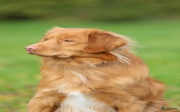 Nova Scotia Duck Tolling Retriever honden te koop: Toller x Australian Shepherd pups in Maurik - Afbeelding 9