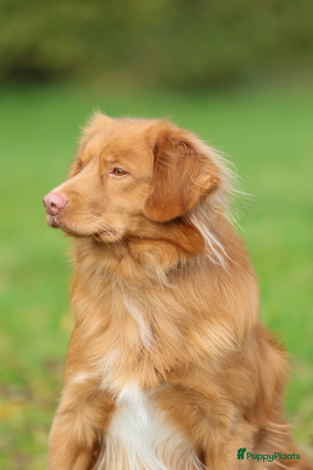 Nova Scotia Duck Tolling Retriever honden te koop: Toller x Australian Shepherd pups in Maurik - Afbeelding 9