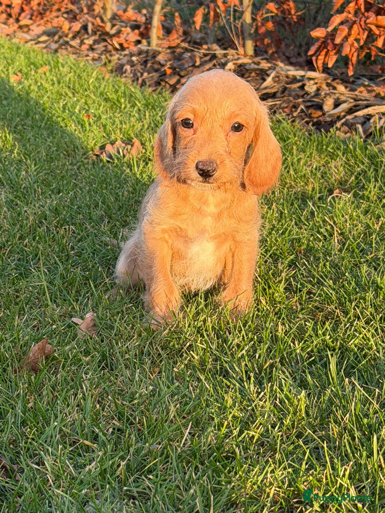Maltipoo honden Leuke maltipoo pups  - Advertentie 2
