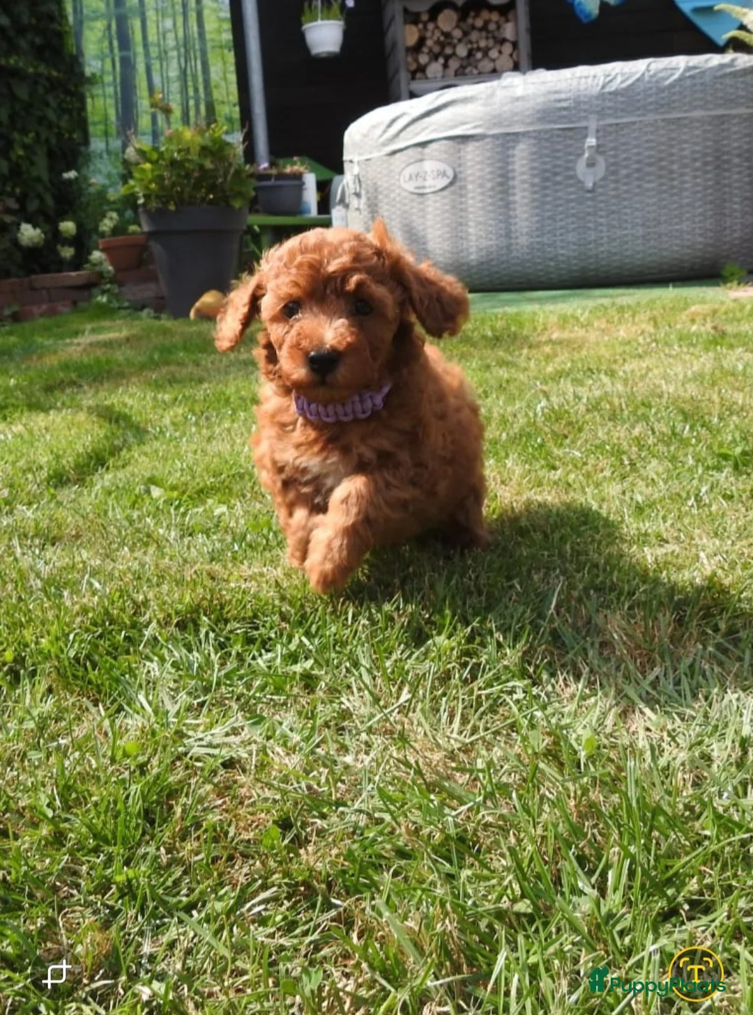 Labradoodle honden te koop: Prachtige mini labradoodle pups - Advertentie 11