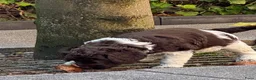 Australian Labradoodle honden te koop: Australian labradoodle met stamboom! - Advertentie 9