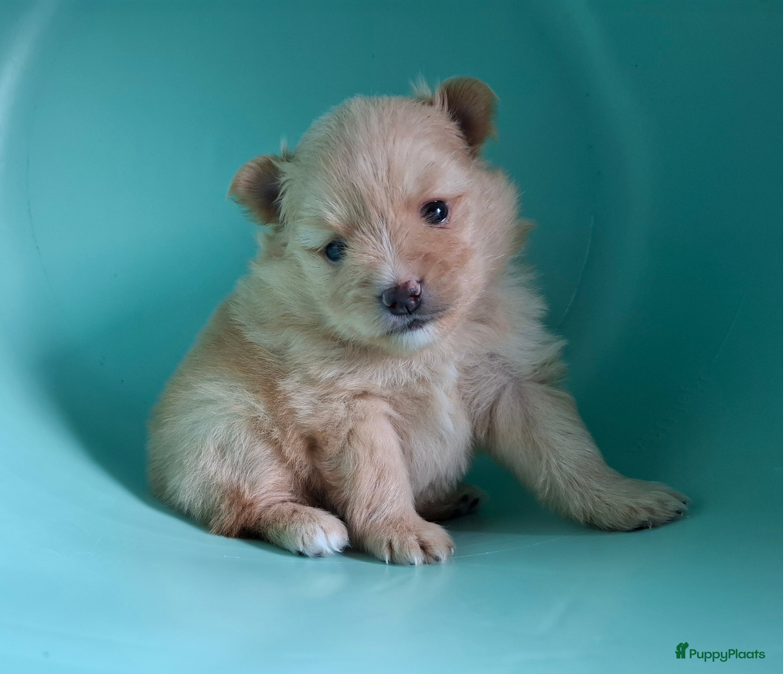 Pomeriaan honden Lieve pomeriaan pup vrouwtje - Advertentie 7