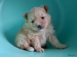 Pomeriaan honden Lieve pomeriaan pup vrouwtje - Advertentie 7