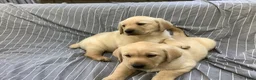 Labrador Retriever honden te koop: Labradorpuppies  van stamboomouders  - Advertentie 7