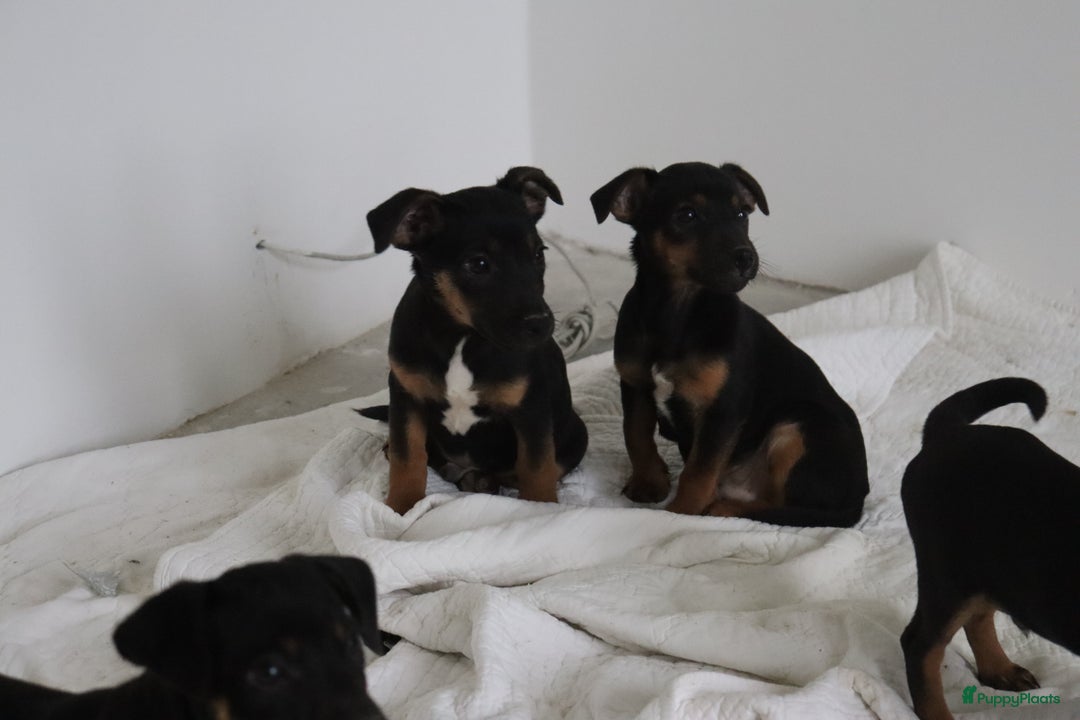 Jack Russel Terriër honden te koop: lieve Jack Russel pups  - Advertentie 2