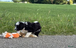 Spaanse Waterhond honden te koop: Spaanse Waterhond pups - Afbeelding 3