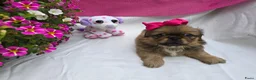 Pekingees honden te koop: Heel mooi Pekinees reutje - Advertentie 26