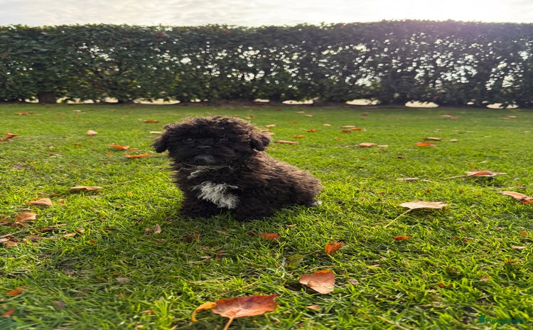 Kruising honden Boompoo (Boomer x Toy Poedel) pups - Advertentie 3