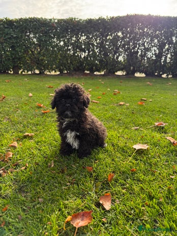 Kruising honden Boompoo (Boomer x Toy Poedel) pups - Advertentie 3