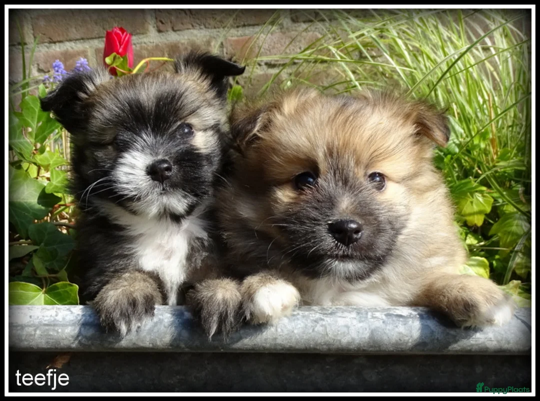 Kruising honden te koop: Pomeriaan x Boomer kruising pups - Advertentie 1