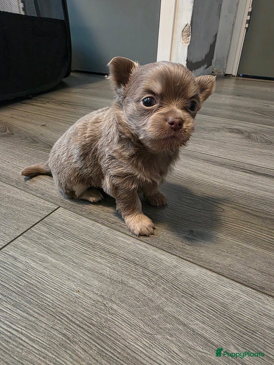 Chihuahua honden te koop: 2 mooie chihuahua pups geboren  - Advertentie 5