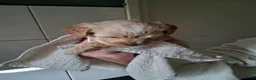 Labradoodle honden te koop: mooie puppy,s labradoodles 1 teefje en 3 reutjes - Advertentie 6