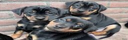 Kruising honden te koop: Carlin Pinscher Pups - Advertentie 21