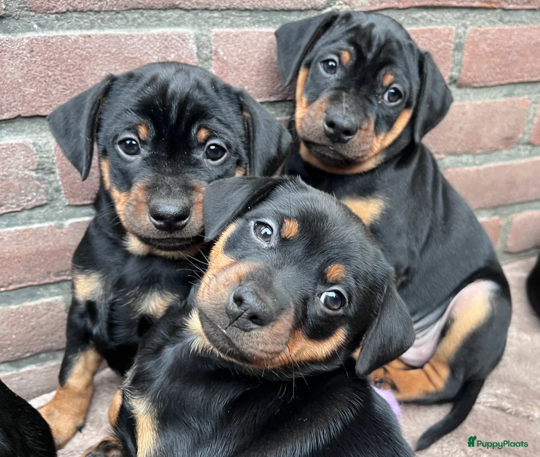 Kruising honden te koop: Carlin Pinscher Pups - Advertentie 21