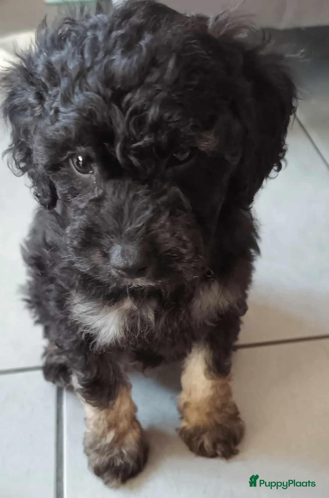 Dwergpoedel honden te koop: Dwergpoedel mini - Advertentie 10