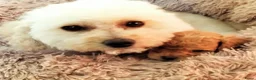 Poedel Toy honden te koop: 5 lieve Mini Toy Poedel pups zoeken een fijn thuis - Advertentie 22