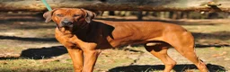 Rhodesian Ridgeback honden te koop: Rhodesian Ridgeback pup Reu 29 mei ophalen - Advertentie 8