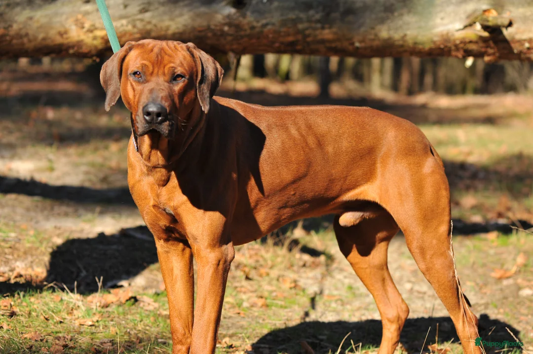 Rhodesian Ridgeback honden te koop: Rhodesian Ridgeback pup Reu 29 mei ophalen - Advertentie 8