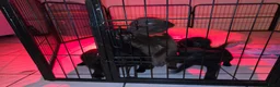 Labrador Retriever honden te koop: 6 mooie raszuiver labrador pups - Advertentie 3