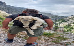 Border Collie honden te koop: Prachtige pups Border Collie/Barbado da Terceira - Afbeelding 7